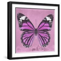 Miss Butterfly Genutia Sq - Pink-Philippe Hugonnard-Framed Photographic Print