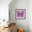 Miss Butterfly Genutia Sq - Pink-Philippe Hugonnard-Framed Photographic Print displayed on a wall