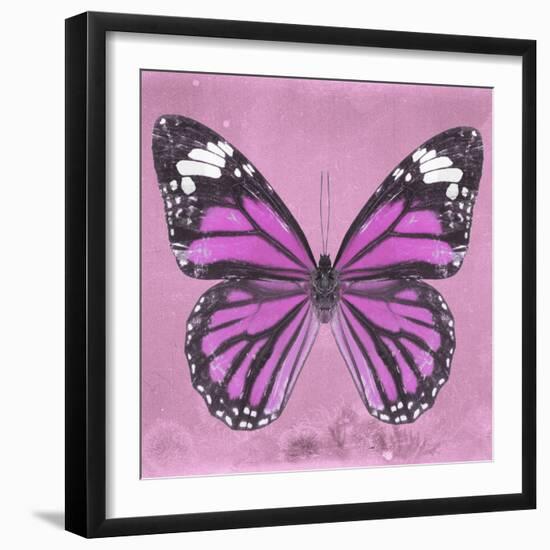 Miss Butterfly Genutia Sq - Pink-Philippe Hugonnard-Framed Photographic Print