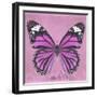 Miss Butterfly Genutia Sq - Pink-Philippe Hugonnard-Framed Photographic Print