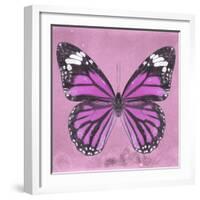 Miss Butterfly Genutia Sq - Pink-Philippe Hugonnard-Framed Photographic Print