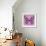 Miss Butterfly Genutia Sq - Pink-Philippe Hugonnard-Framed Photographic Print displayed on a wall