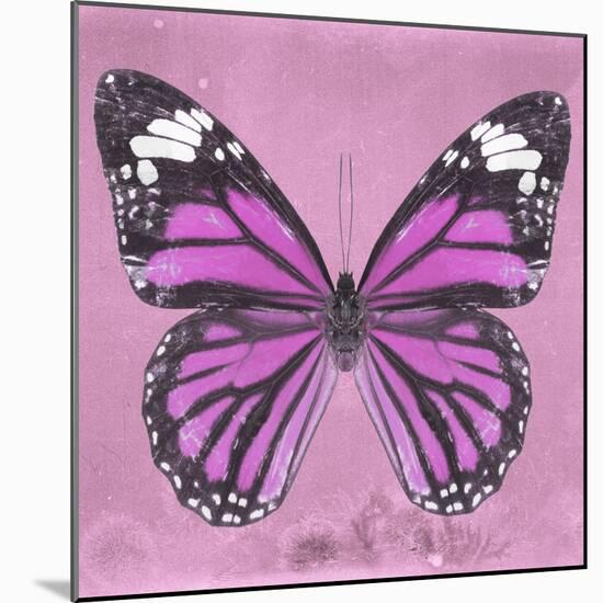 Miss Butterfly Genutia Sq - Pink-Philippe Hugonnard-Mounted Photographic Print