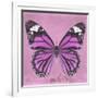 Miss Butterfly Genutia Sq - Pink-Philippe Hugonnard-Framed Photographic Print