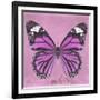 Miss Butterfly Genutia Sq - Pink-Philippe Hugonnard-Framed Photographic Print