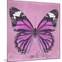 Miss Butterfly Genutia Sq - Pink-Philippe Hugonnard-Mounted Photographic Print