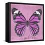 Miss Butterfly Genutia Sq - Pink-Philippe Hugonnard-Framed Stretched Canvas