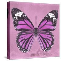 Miss Butterfly Genutia Sq - Pink-Philippe Hugonnard-Stretched Canvas