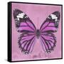 Miss Butterfly Genutia Sq - Pink-Philippe Hugonnard-Framed Stretched Canvas