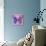 Miss Butterfly Genutia Sq - Purple & Pink-Philippe Hugonnard-Photographic Print displayed on a wall