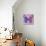 Miss Butterfly Genutia Sq - Purple & Pink-Philippe Hugonnard-Photographic Print displayed on a wall