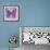 Miss Butterfly Genutia Sq - Purple & Pink-Philippe Hugonnard-Framed Photographic Print displayed on a wall