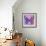 Miss Butterfly Genutia Sq - Purple & Pink-Philippe Hugonnard-Framed Photographic Print displayed on a wall