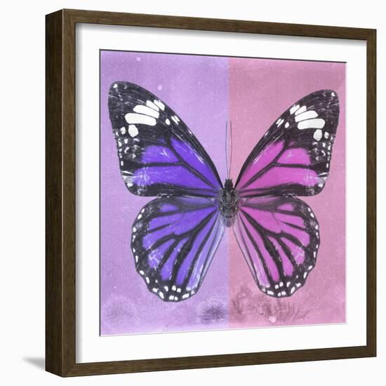 Miss Butterfly Genutia Sq - Purple & Pink-Philippe Hugonnard-Framed Photographic Print