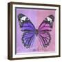 Miss Butterfly Genutia Sq - Purple & Pink-Philippe Hugonnard-Framed Photographic Print