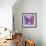 Miss Butterfly Genutia Sq - Purple & Pink-Philippe Hugonnard-Framed Photographic Print displayed on a wall