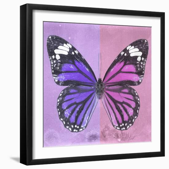 Miss Butterfly Genutia Sq - Purple & Pink-Philippe Hugonnard-Framed Photographic Print