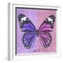 Miss Butterfly Genutia Sq - Purple & Pink-Philippe Hugonnard-Framed Photographic Print