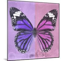 Miss Butterfly Genutia Sq - Purple & Pink-Philippe Hugonnard-Mounted Photographic Print