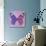 Miss Butterfly Genutia Sq - Purple & Pink-Philippe Hugonnard-Photographic Print displayed on a wall