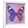Miss Butterfly Genutia Sq - Purple & Pink-Philippe Hugonnard-Framed Photographic Print