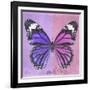 Miss Butterfly Genutia Sq - Purple & Pink-Philippe Hugonnard-Framed Photographic Print