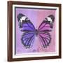 Miss Butterfly Genutia Sq - Purple & Pink-Philippe Hugonnard-Framed Photographic Print