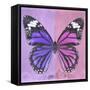 Miss Butterfly Genutia Sq - Purple & Pink-Philippe Hugonnard-Framed Stretched Canvas