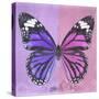 Miss Butterfly Genutia Sq - Purple & Pink-Philippe Hugonnard-Stretched Canvas