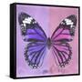 Miss Butterfly Genutia Sq - Purple & Pink-Philippe Hugonnard-Framed Stretched Canvas