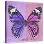 Miss Butterfly Genutia Sq - Purple & Pink-Philippe Hugonnard-Stretched Canvas
