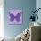 Miss Butterfly Genutia Sq - Purple-Philippe Hugonnard-Photographic Print displayed on a wall