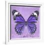 Miss Butterfly Genutia Sq - Purple-Philippe Hugonnard-Framed Photographic Print