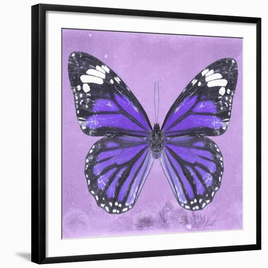 Miss Butterfly Genutia Sq - Purple-Philippe Hugonnard-Framed Photographic Print