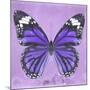 Miss Butterfly Genutia Sq - Purple-Philippe Hugonnard-Mounted Photographic Print