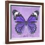 Miss Butterfly Genutia Sq - Purple-Philippe Hugonnard-Framed Photographic Print