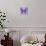 Miss Butterfly Genutia Sq - Purple-Philippe Hugonnard-Photographic Print displayed on a wall