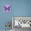 Miss Butterfly Genutia Sq - Purple-Philippe Hugonnard-Photographic Print displayed on a wall