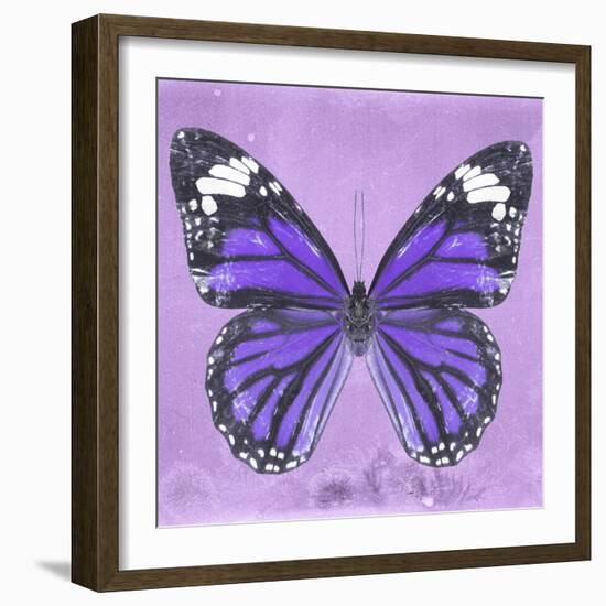 Miss Butterfly Genutia Sq - Purple-Philippe Hugonnard-Framed Photographic Print