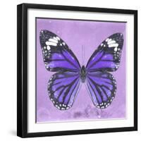 Miss Butterfly Genutia Sq - Purple-Philippe Hugonnard-Framed Photographic Print