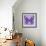 Miss Butterfly Genutia Sq - Purple-Philippe Hugonnard-Framed Photographic Print displayed on a wall