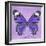 Miss Butterfly Genutia Sq - Purple-Philippe Hugonnard-Framed Photographic Print