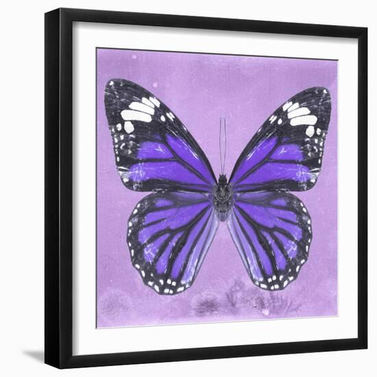 Miss Butterfly Genutia Sq - Purple-Philippe Hugonnard-Framed Photographic Print