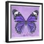 Miss Butterfly Genutia Sq - Purple-Philippe Hugonnard-Framed Photographic Print