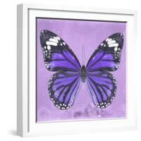 Miss Butterfly Genutia Sq - Purple-Philippe Hugonnard-Framed Photographic Print