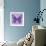 Miss Butterfly Genutia Sq - Purple-Philippe Hugonnard-Framed Photographic Print displayed on a wall