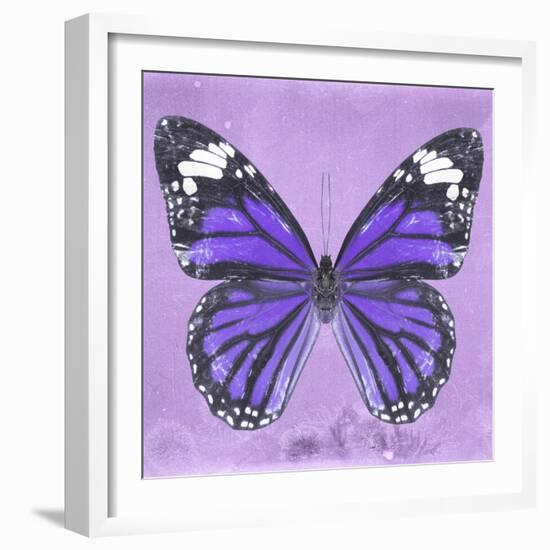 Miss Butterfly Genutia Sq - Purple-Philippe Hugonnard-Framed Photographic Print