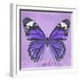 Miss Butterfly Genutia Sq - Purple-Philippe Hugonnard-Framed Photographic Print