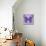 Miss Butterfly Genutia Sq - Purple-Philippe Hugonnard-Mounted Photographic Print displayed on a wall
