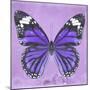 Miss Butterfly Genutia Sq - Purple-Philippe Hugonnard-Mounted Photographic Print
